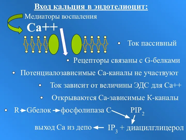 Са++ Потенциалозависимые Са-каналы не участвуют Открываются Са-зависимые К-каналы Ток зависит от