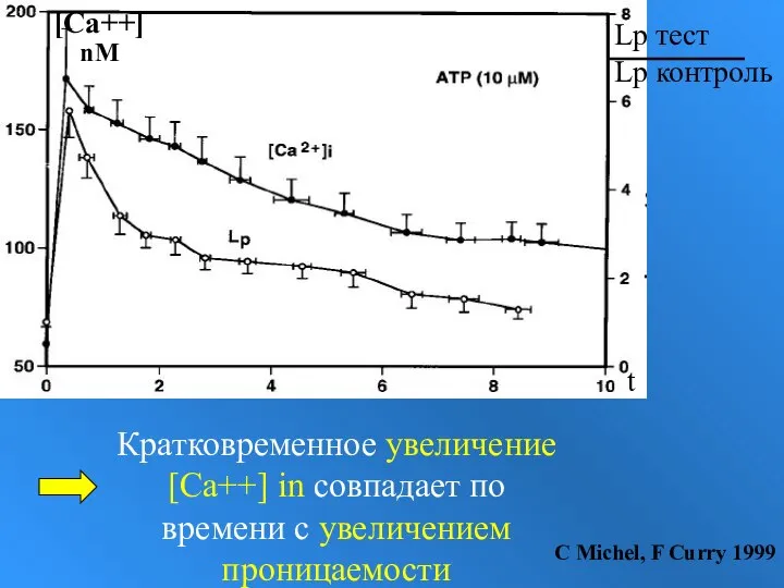 Кратковременное увеличение [Ca++] in совпадает по времени с увеличением проницаемости С