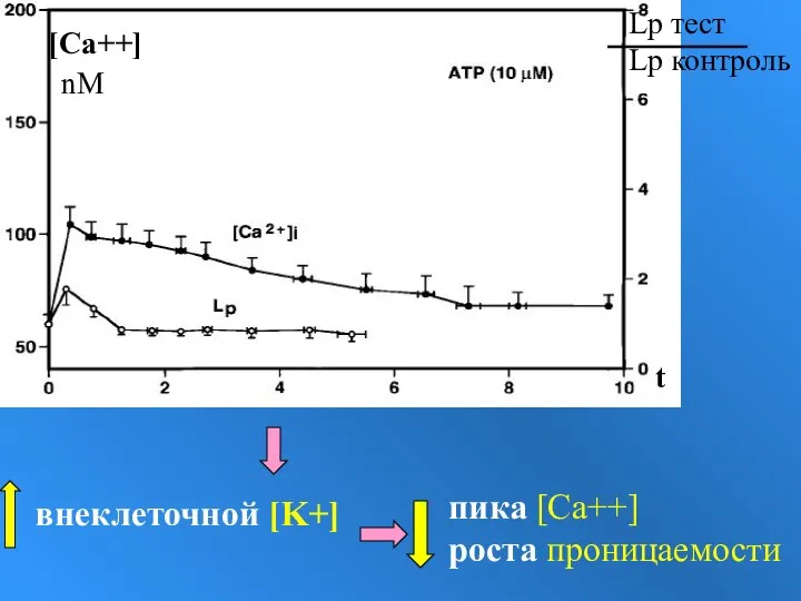 внеклеточной [K+] пика [Ca++] роста проницаемости