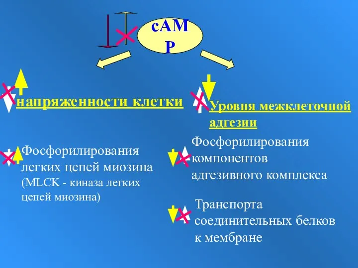 cAMP напряженности клетки Уровня межклеточной адгезии Фосфорилирования легких цепей миозина (MLCK