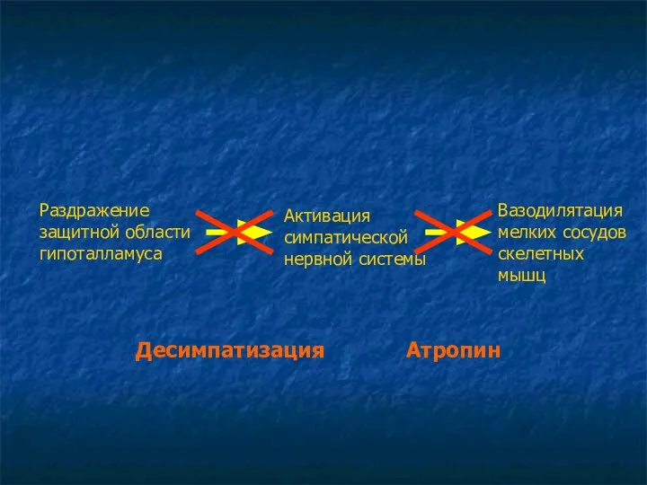 Раздражение защитной области гипоталламуса Активация симпатической нервной системы Вазодилятация мелких сосудов скелетных мышц Десимпатизация Атропин