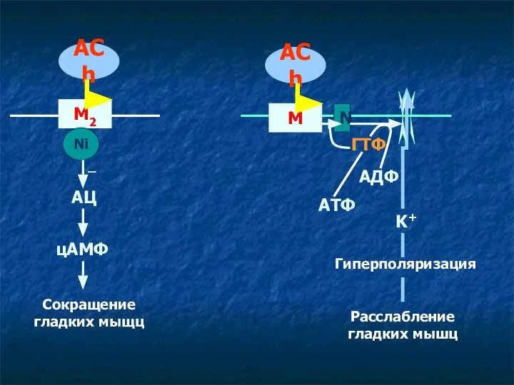 М N K+ Гиперполяризация Расслабление гладких мышц ACh ACh