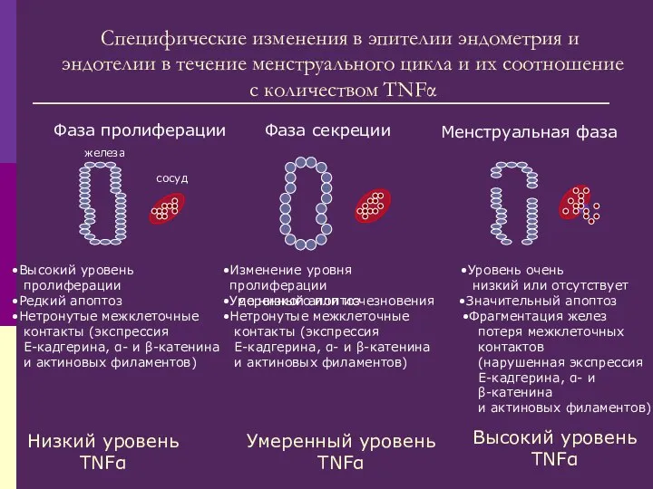 Фаза пролиферации Фаза секреции Менструальная фаза Фрагментация желез потеря межклеточных контактов