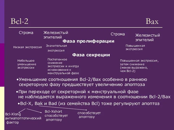 Bcl-2 Bax Фаза пролиферации Значительная экспрессия Фаза секреции Постепенное снижение экспрессии