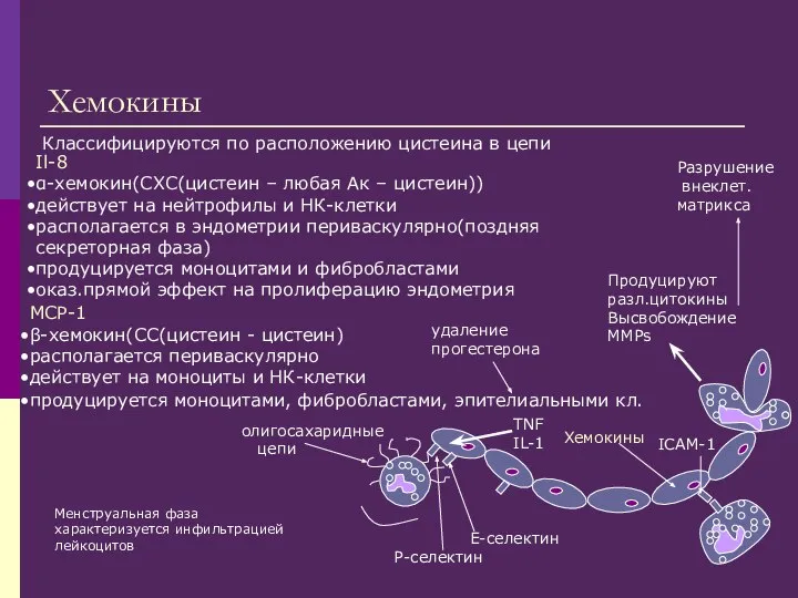 Хемокины Il-8 α-хемокин(СХС(цистеин – любая Ак – цистеин)) действует на нейтрофилы