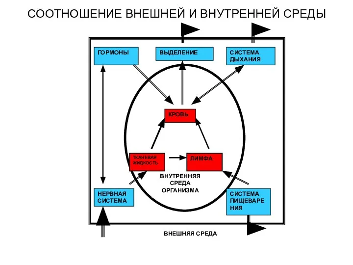 СООТНОШЕНИЕ ВНЕШНЕЙ И ВНУТРЕННЕЙ СРЕДЫ