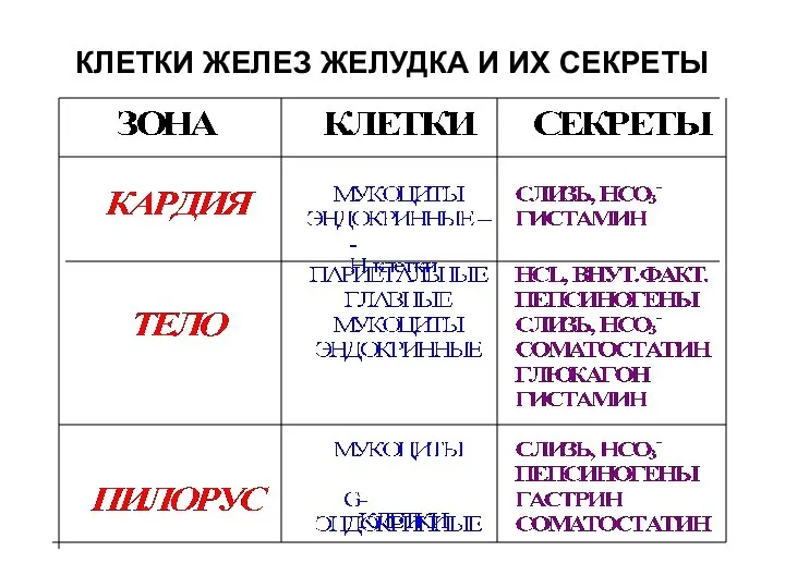 КЛЕТКИ ЖЕЛЕЗ ЖЕЛУДКА И ИХ СЕКРЕТЫ