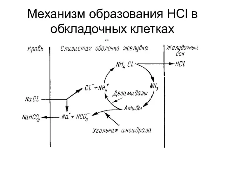 Механизм образования HCl в обкладочных клетках