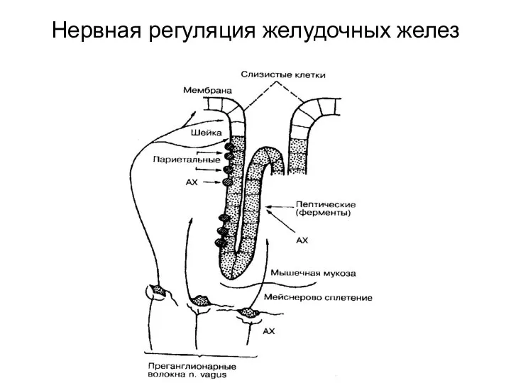 Нервная регуляция желудочных желез