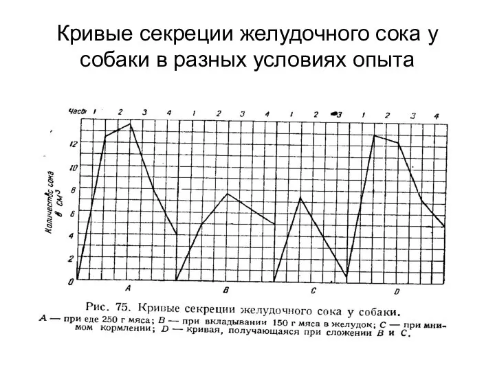 Кривые секреции желудочного сока у собаки в разных условиях опыта