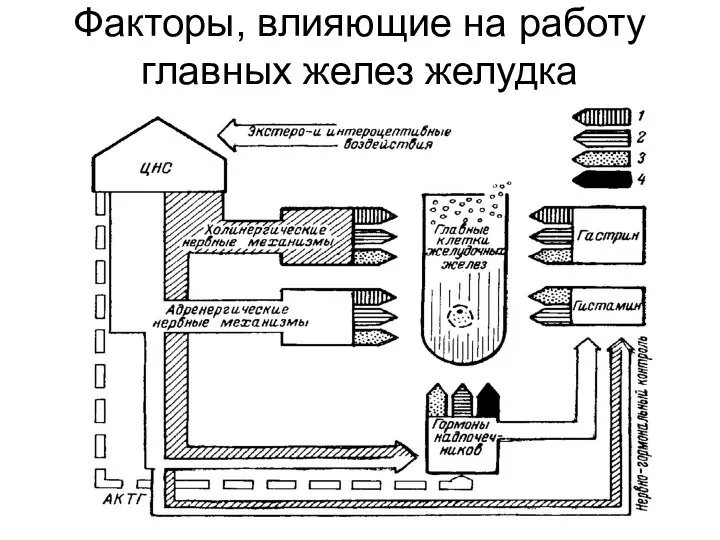 Факторы, влияющие на работу главных желез желудка