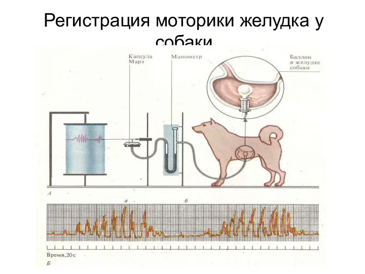 Регистрация моторики желудка у собаки