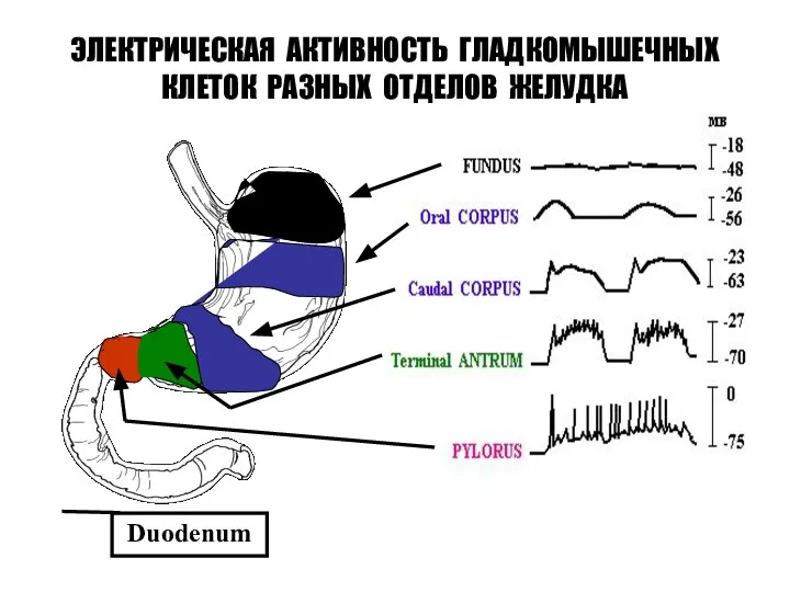 ЭЛЕКТРИЧЕСКАЯ АКТИВНОСТЬ ГЛАДКОМЫШЕЧНЫХ КЛЕТОК РАЗНЫХ ОТДЕЛОВ ЖЕЛУДКА Duodenum