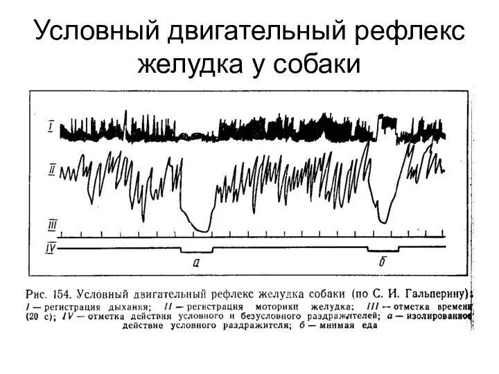 Условный двигательный рефлекс желудка у собаки