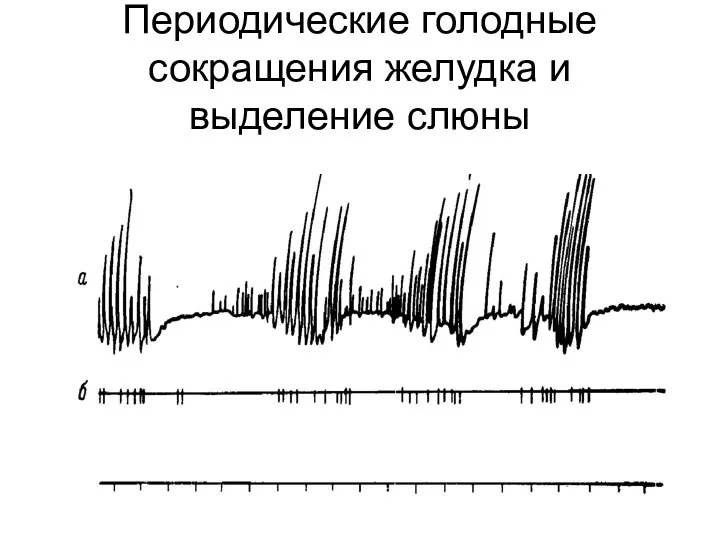 Периодические голодные сокращения желудка и выделение слюны