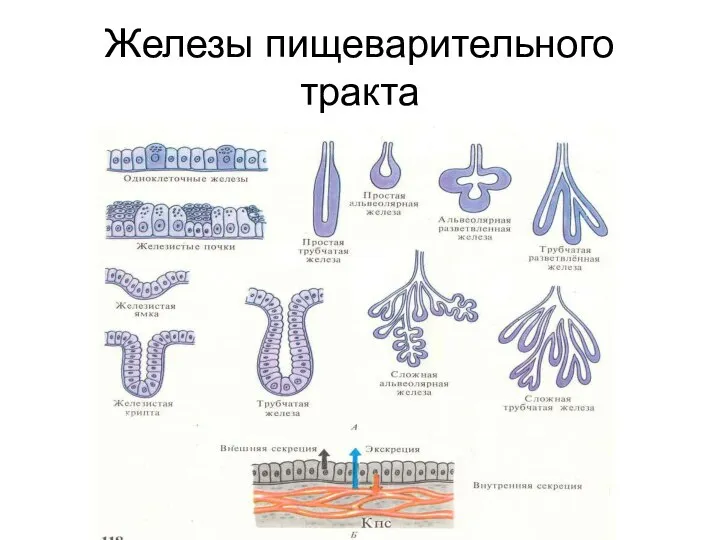 Железы пищеварительного тракта