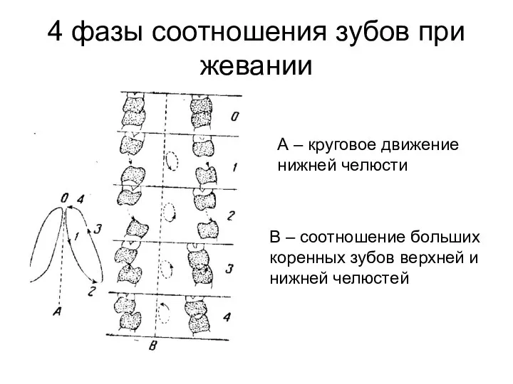 4 фазы соотношения зубов при жевании А – круговое движение нижней