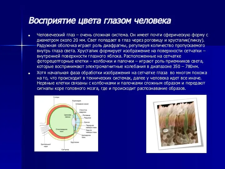 Восприятие цвета глазом человека Человеческий глаз – очень сложная система. Он