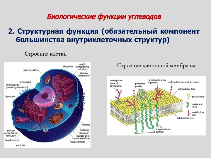 Биологические функции углеводов 2. Структурная функция (обязательный компонент большинства внутриклеточных структур) Строение клеточной мембраны Строение клетки