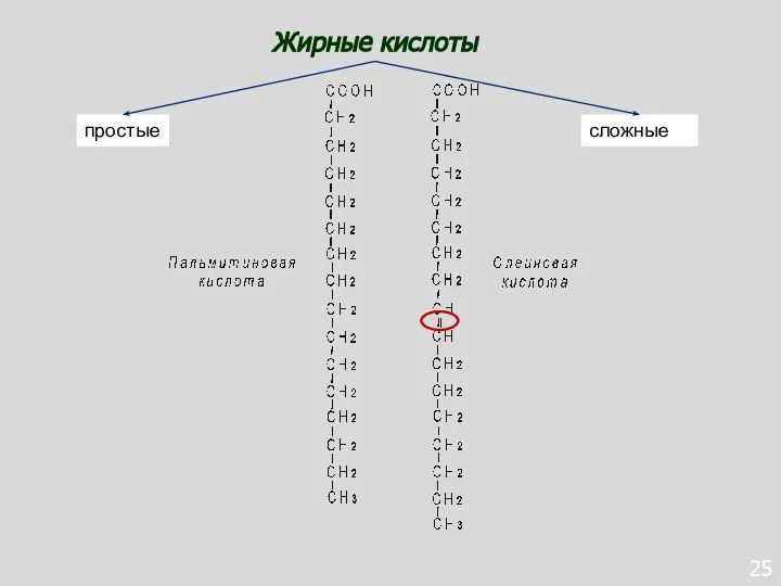 25 Жирные кислоты простые сложные