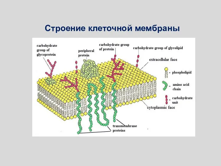 Строение клеточной мембраны