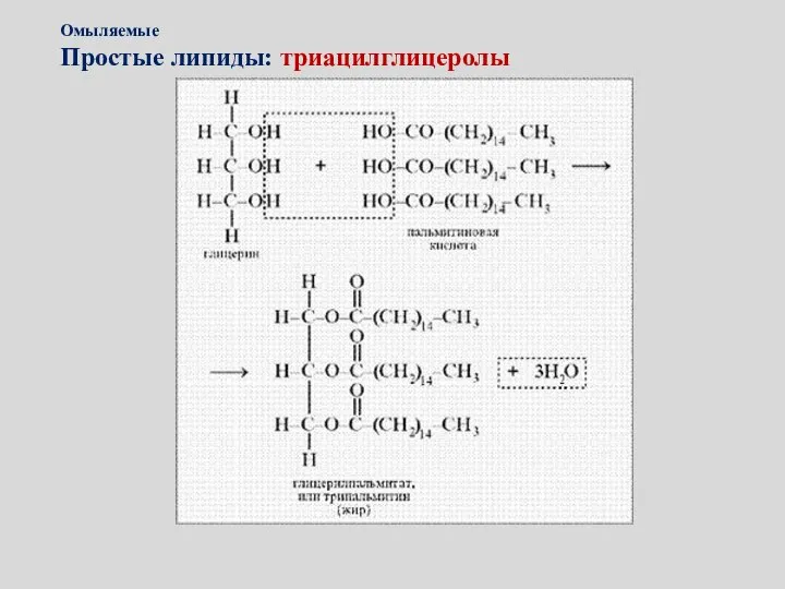 Омыляемые Простые липиды: триацилглицеролы