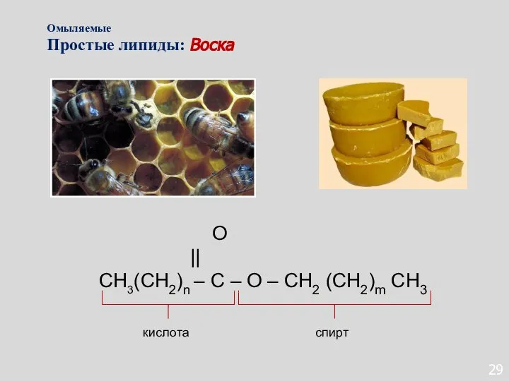 29 O || СН3(СН2)n – С – О – СН2 (СН2)m