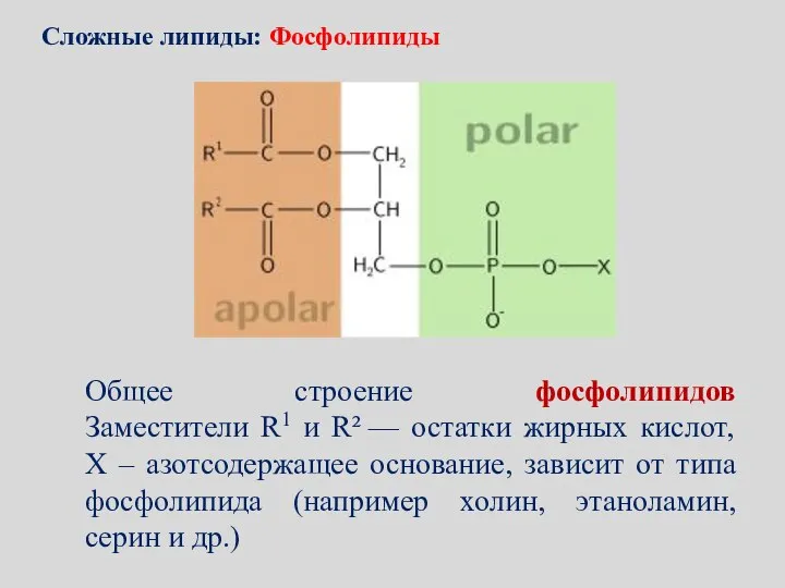 Общее строение фосфолипидов Заместители R1 и R² — остатки жирных кислот,