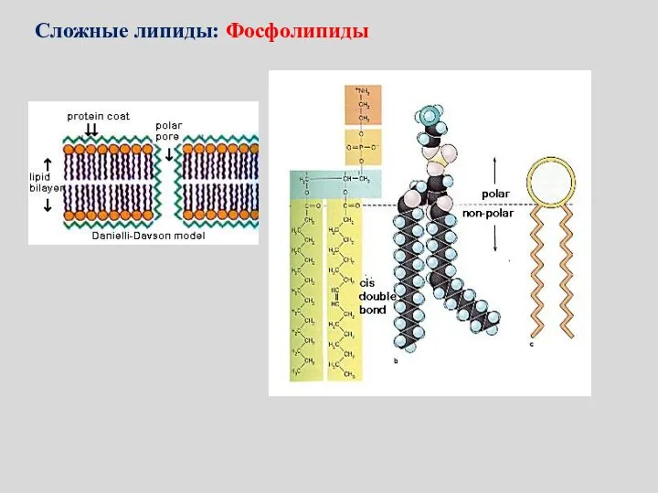 Сложные липиды: Фосфолипиды