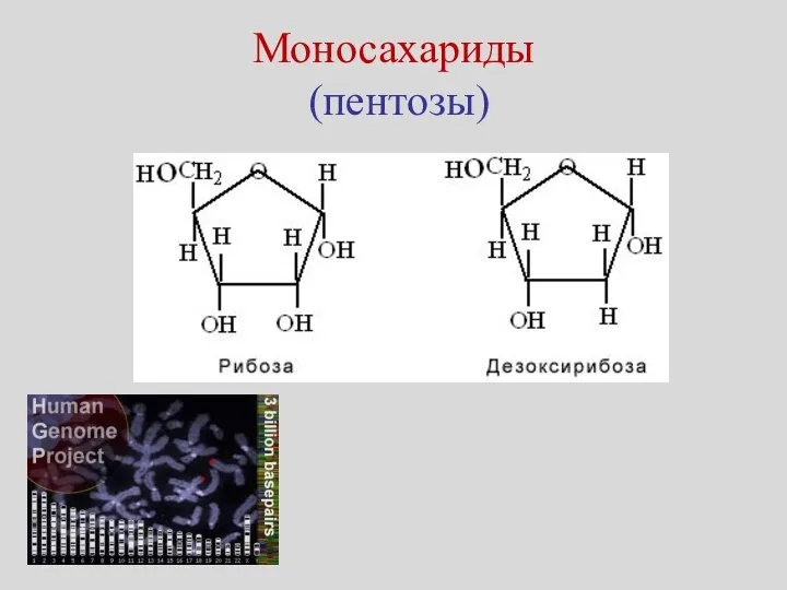 Моносахариды (пентозы)