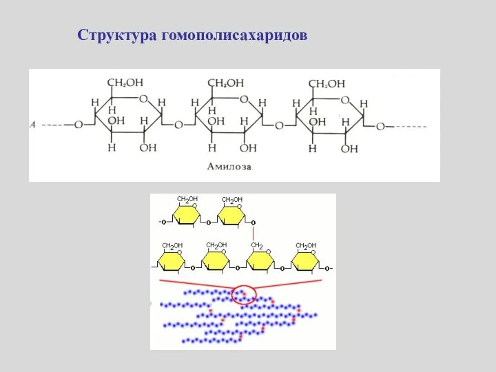 Структура гомополисахаридов