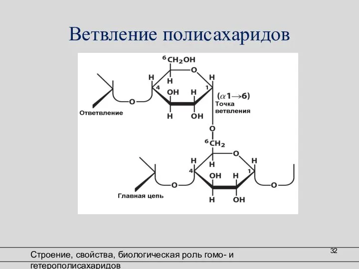 Ветвление полисахаридов Строение, свойства, биологическая роль гомо- и гетерополисахаридов