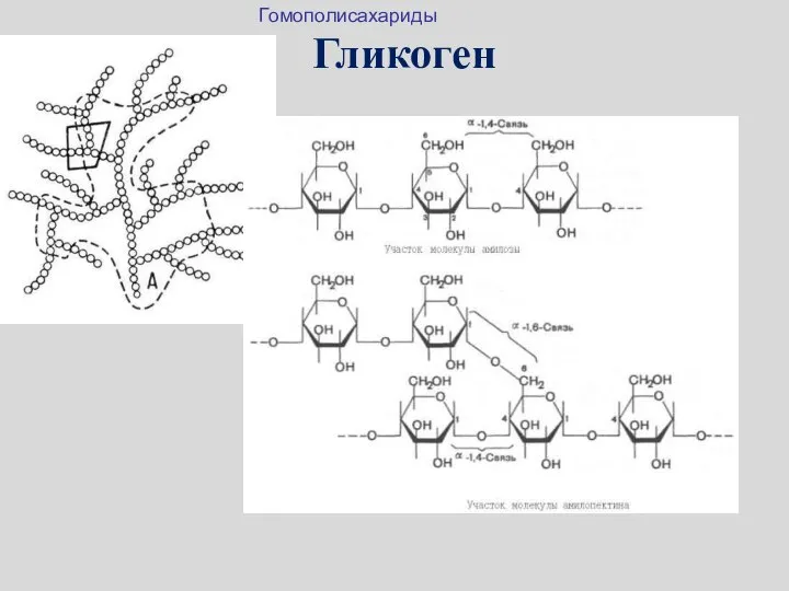 Гликоген Гомополисахариды