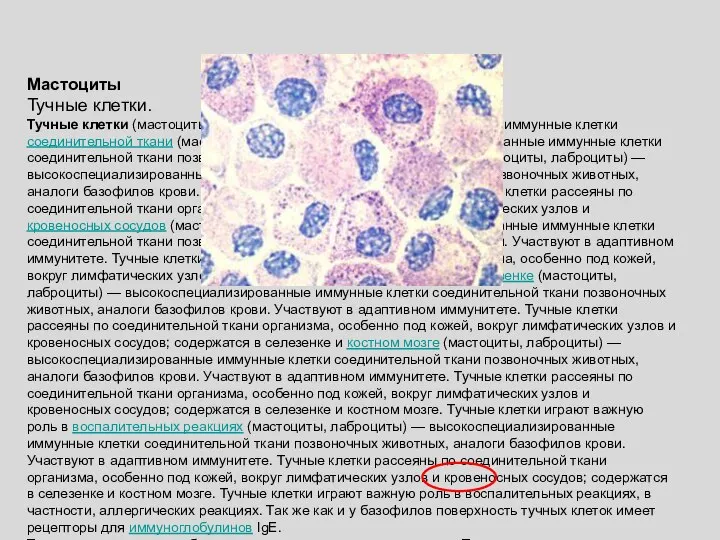 Мастоциты Тучные клетки. Тучные клетки (мастоциты, лаброциты) — высокоспециализированные иммунные клетки