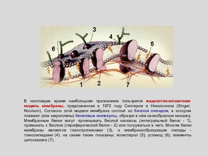 В настоящее время наибольшим признанием пользуется жидкостно-мозаичная модель мембраны, предложенная в
