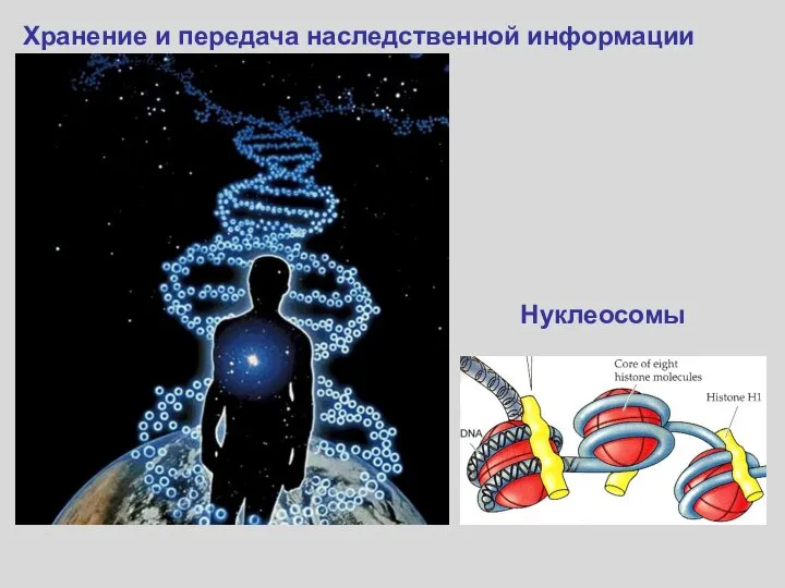 Нуклеосомы Хранение и передача наследственной информации