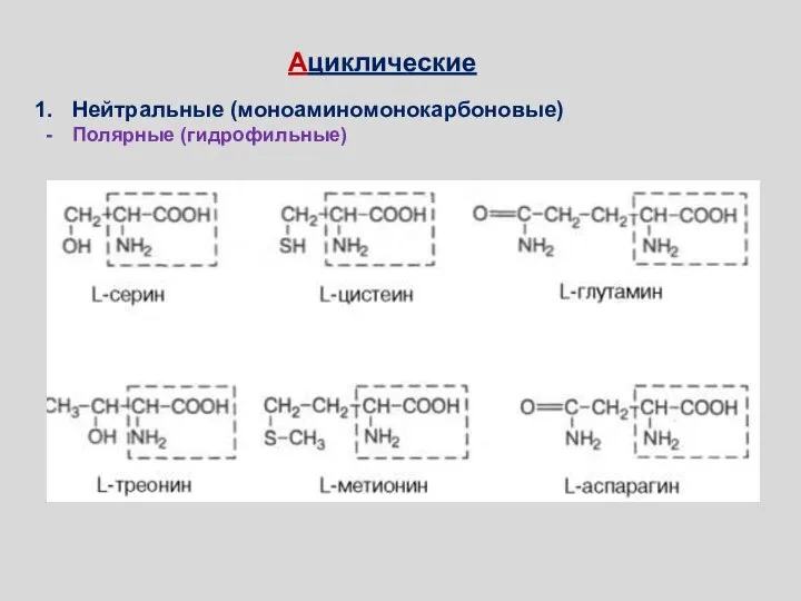 Полярные, незаряженные R-группы Ациклические Нейтральные (моноаминомонокарбоновые) Полярные (гидрофильные)