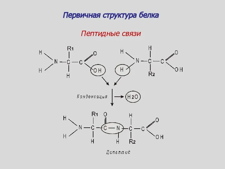 Пептидные связи Первичная структура белка