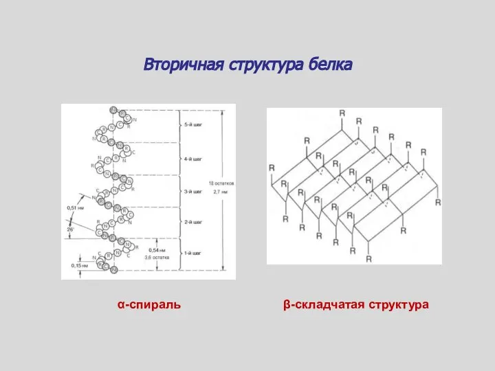 Вторичная структура белка α-спираль β-складчатая структура