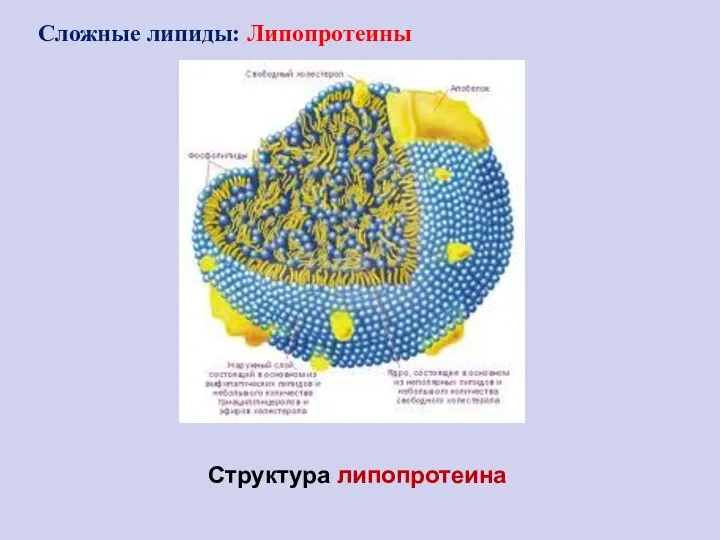 Структура липопротеина Сложные липиды: Липопротеины