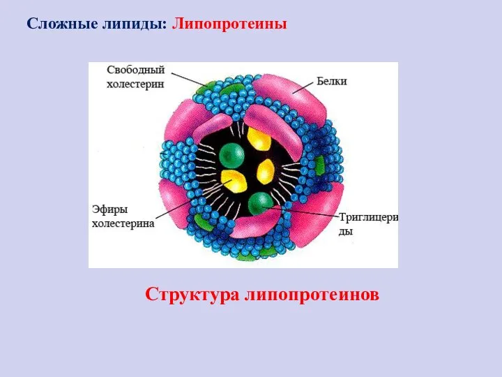 Структура липопротеинов Сложные липиды: Липопротеины