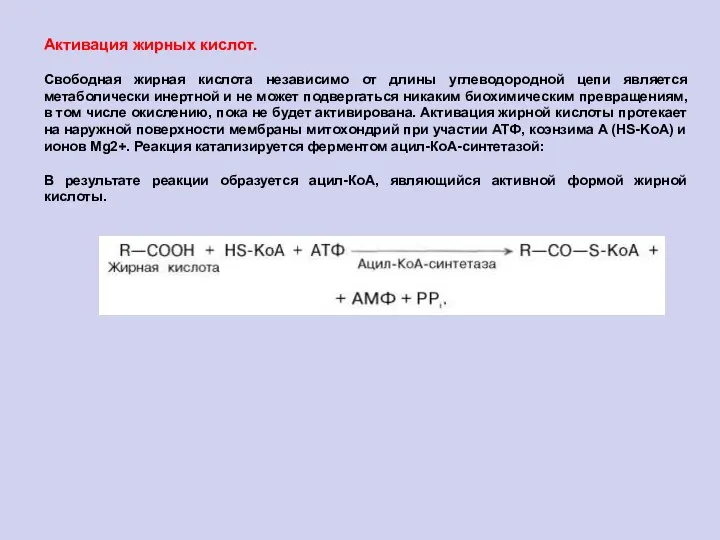 Активация жирных кислот. Свободная жирная кислота независимо от длины углеводородной цепи