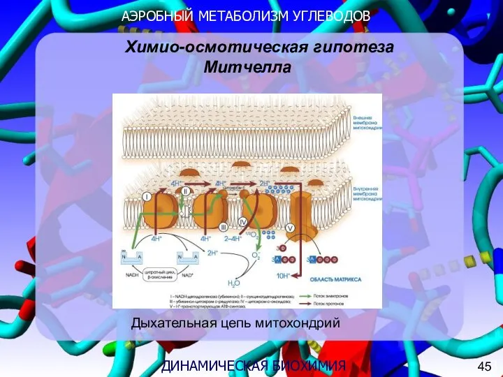 АЭРОБНЫЙ МЕТАБОЛИЗМ УГЛЕВОДОВ 3 ДИНАМИЧЕСКАЯ БИОХИМИЯ Химио-осмотическая гипотеза Митчелла Дыхательная цепь митохондрий 45