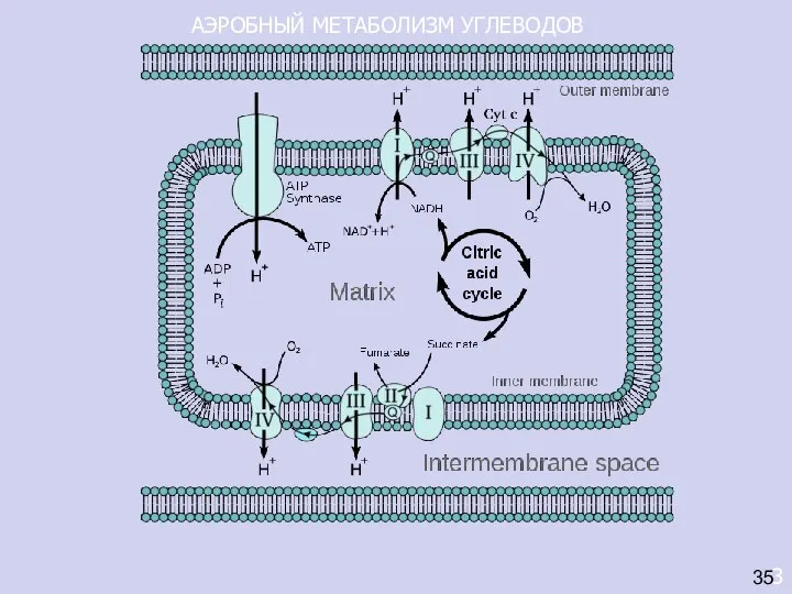 АЭРОБНЫЙ МЕТАБОЛИЗМ УГЛЕВОДОВ 3 35