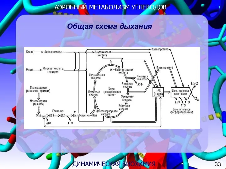 АЭРОБНЫЙ МЕТАБОЛИЗМ УГЛЕВОДОВ 3 ДИНАМИЧЕСКАЯ БИОХИМИЯ Общая схема дыхания 33