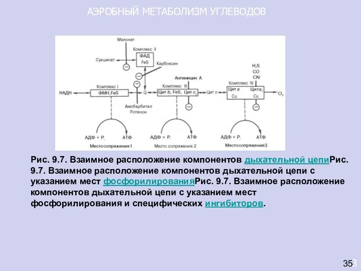 АЭРОБНЫЙ МЕТАБОЛИЗМ УГЛЕВОДОВ 3 35 Рис. 9.7. Взаимное расположение компонентов дыхательной