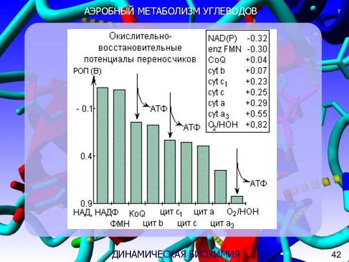 АЭРОБНЫЙ МЕТАБОЛИЗМ УГЛЕВОДОВ 3 ДИНАМИЧЕСКАЯ БИОХИМИЯ РИСУНОК 42