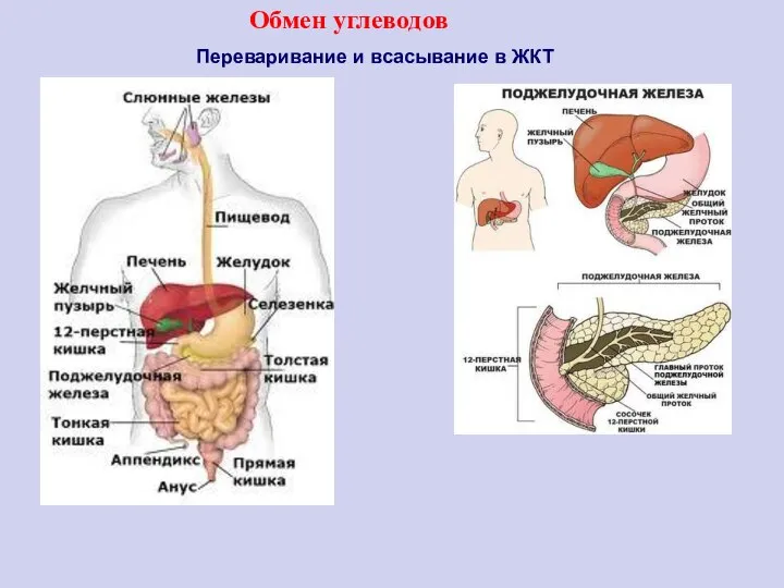 Переваривание и всасывание в ЖКТ Обмен углеводов