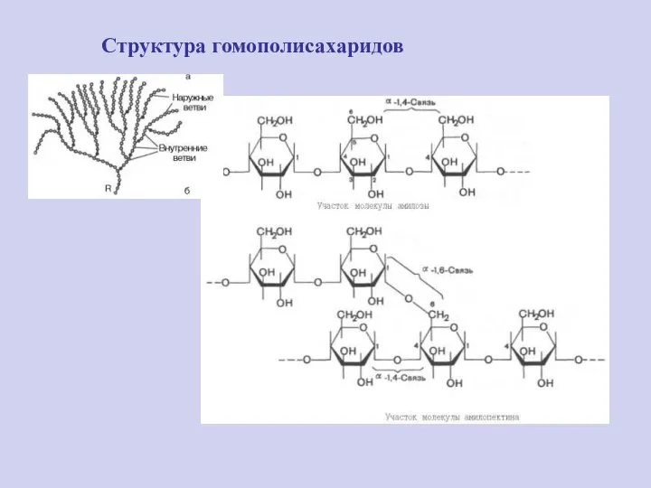 Структура гомополисахаридов