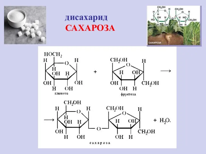 дисахарид САХАРОЗА